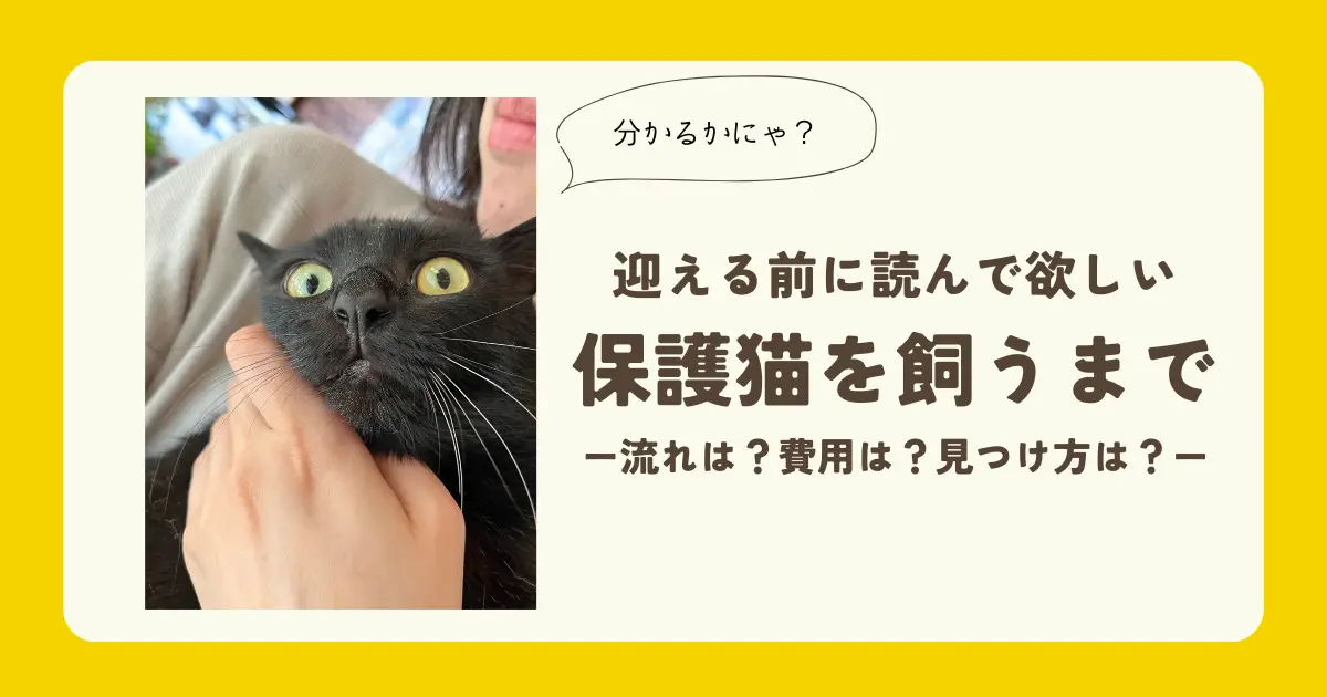 保護猫を飼うまで