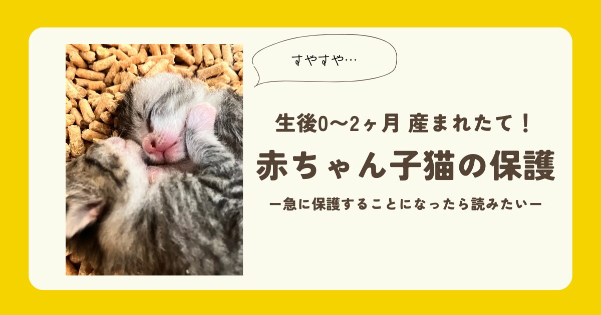 赤ちゃん子猫の保護