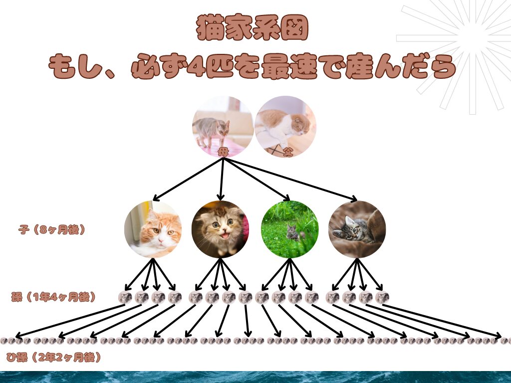 猫家系図