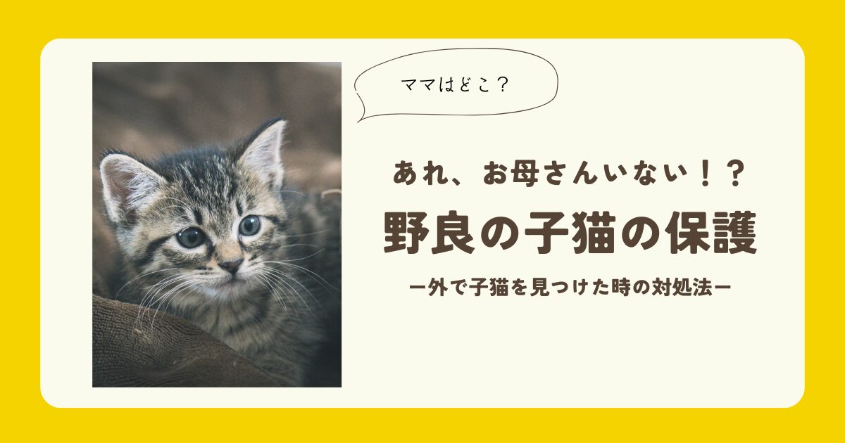 野良の子猫の保護