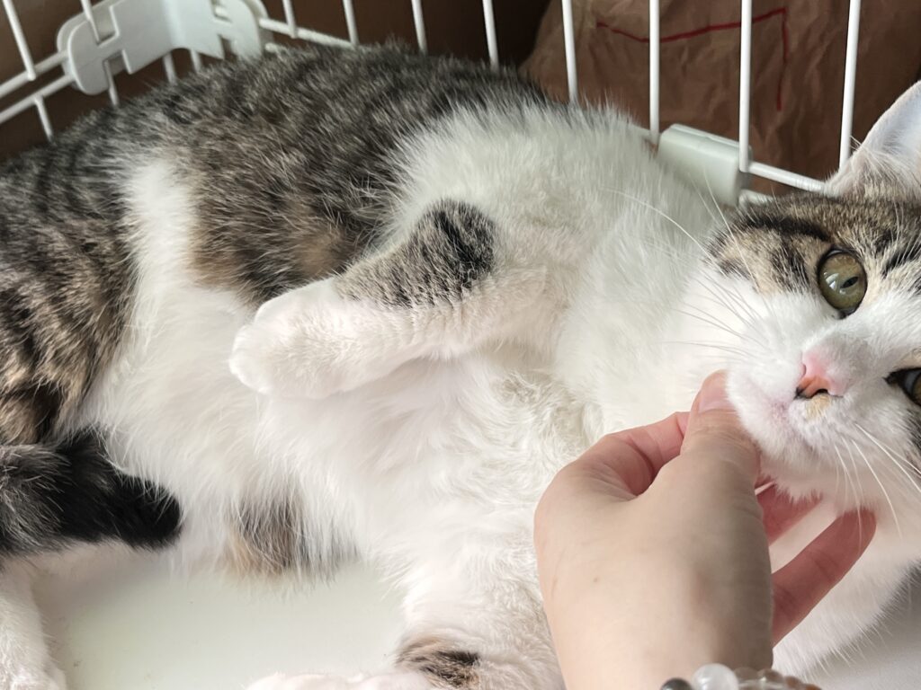 猫をナデナデ