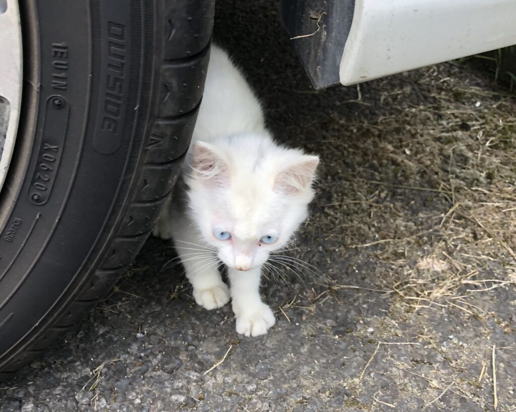 警戒する野良猫