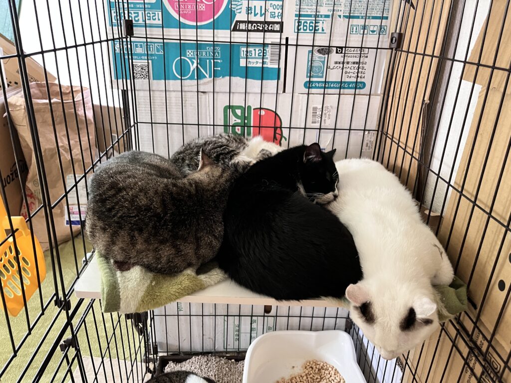 密集している猫