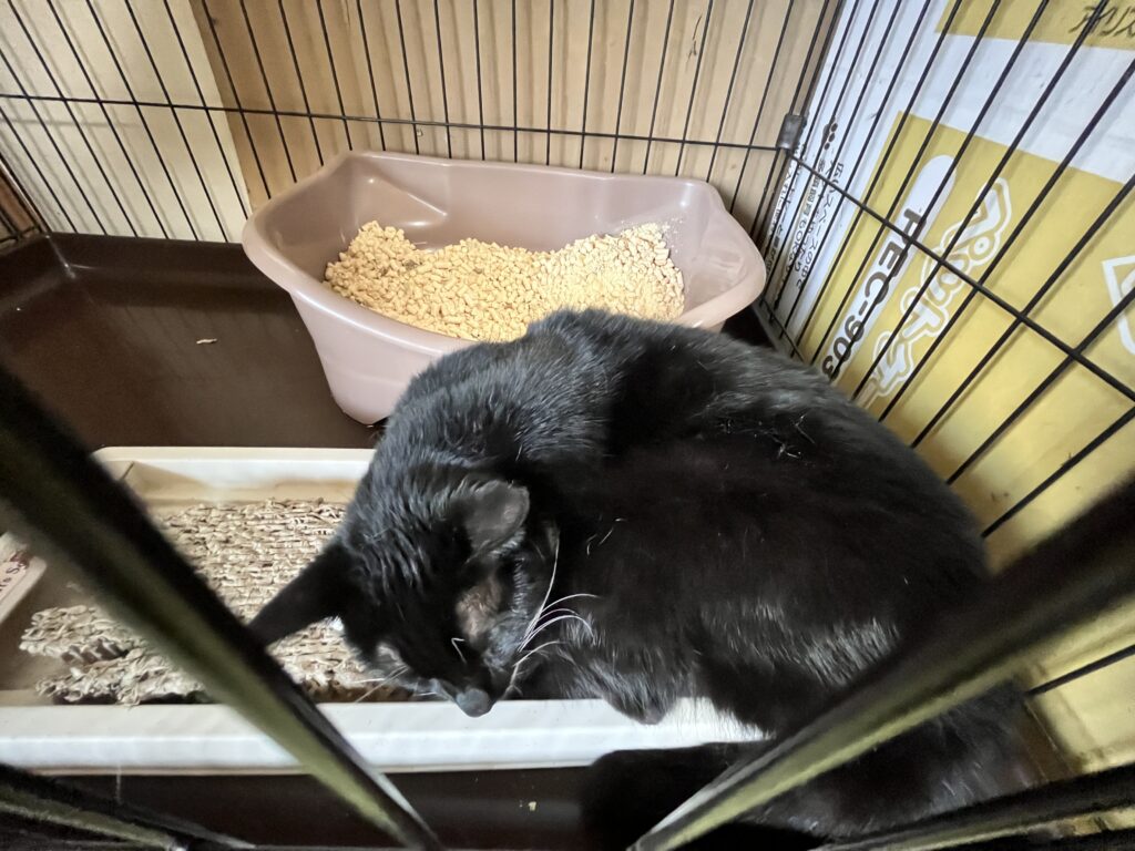 寝心地良さそうな猫