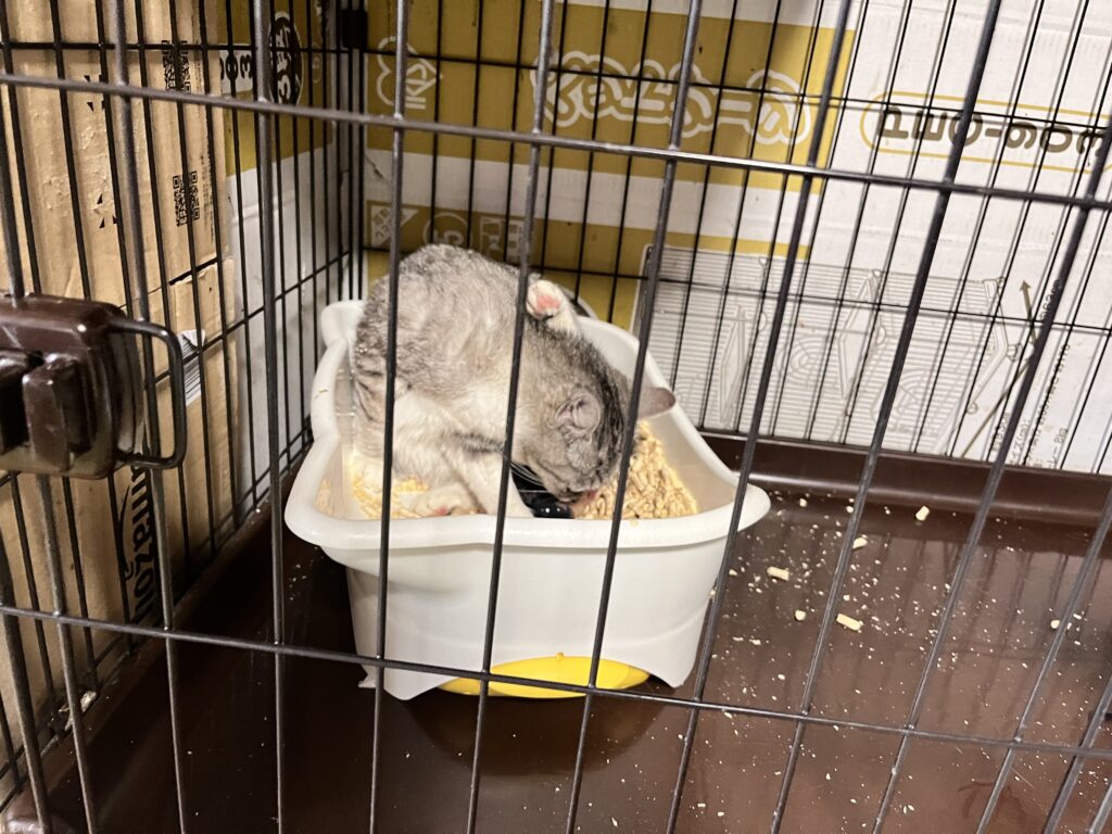 砂を掻き出す猫