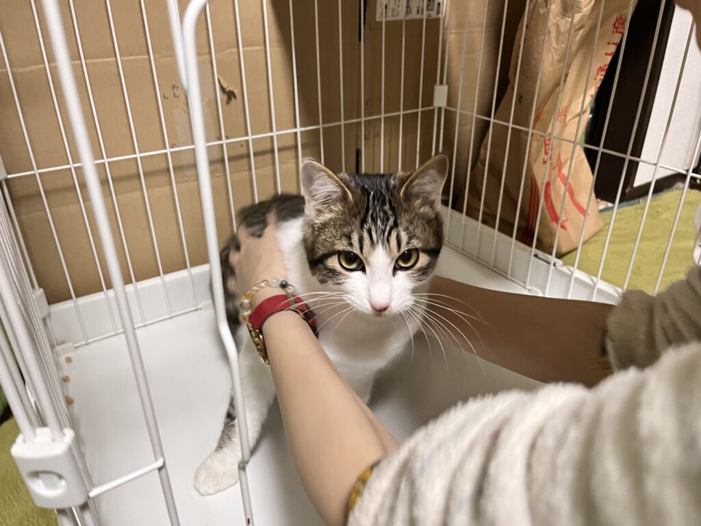 ケージの中にいれさせられる猫