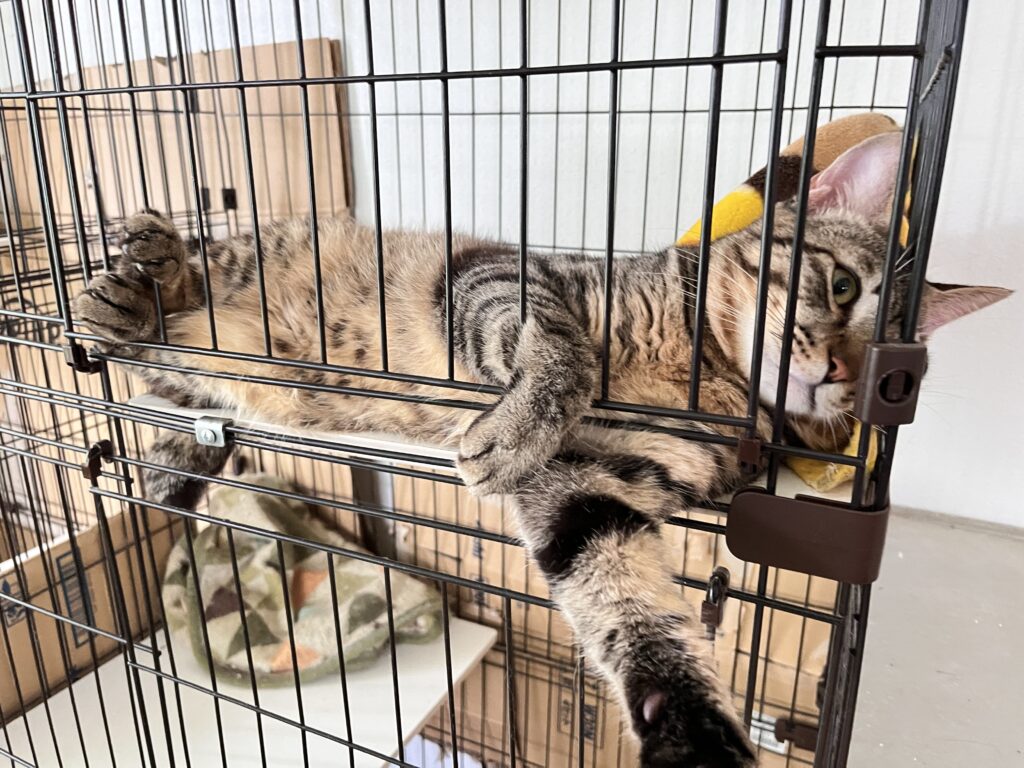 ケージ越しに触ろうとしてくれる猫