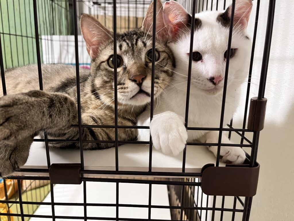 一緒に寝そべっている猫