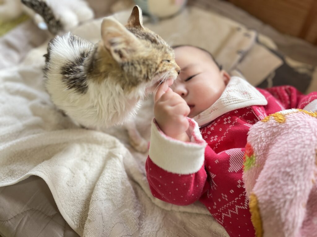 赤ちゃんの指にスリスリしている猫