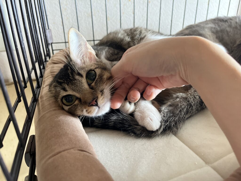 ちょっと臆病な保護猫