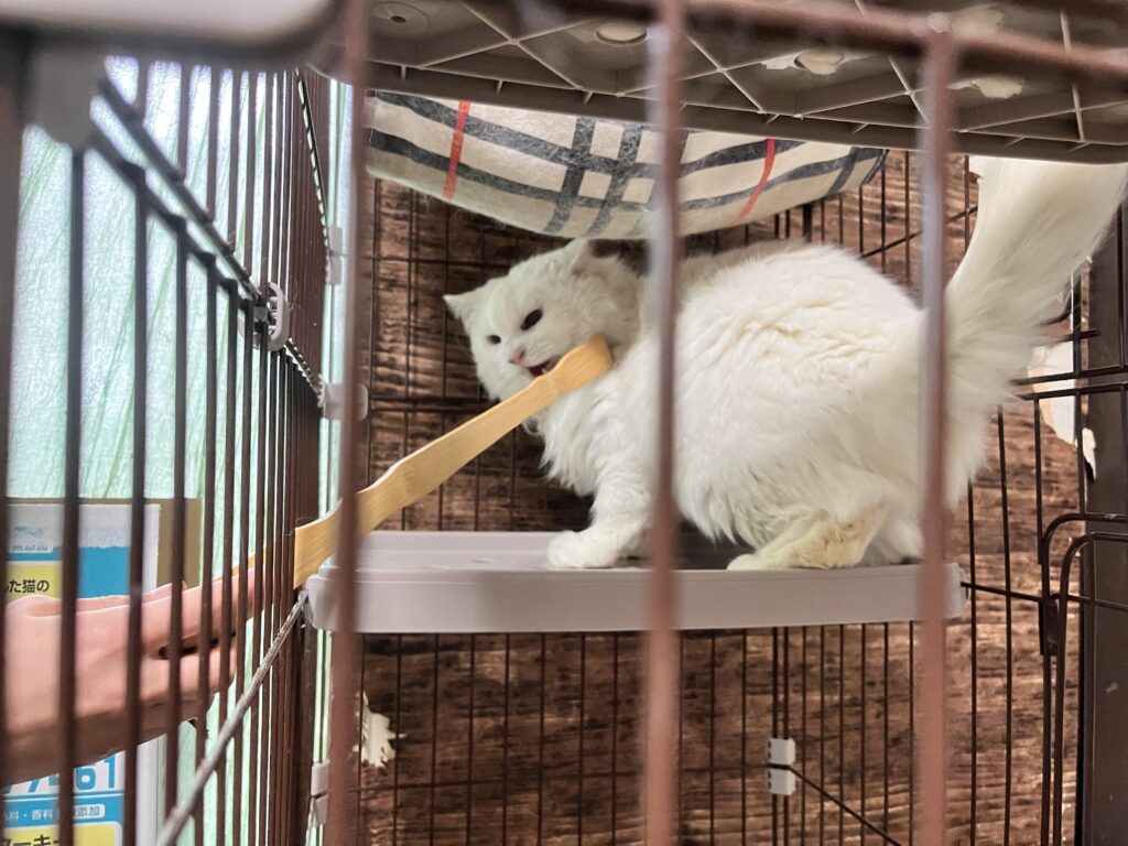 シャーとやっている猫を孫の手で撫でる