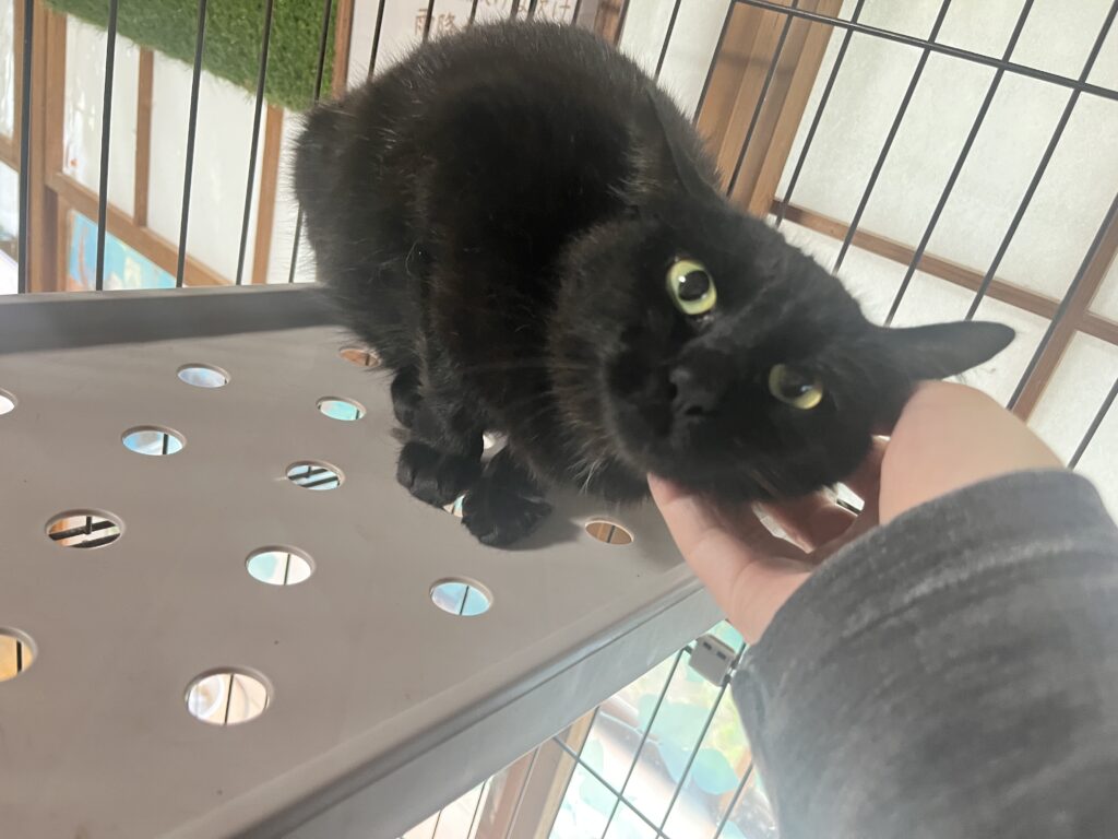 黒猫を撫で撫でする