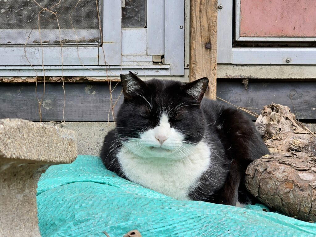 まったりさくらねこ