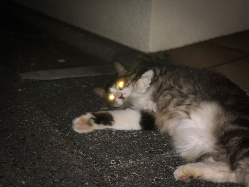 夜目の猫