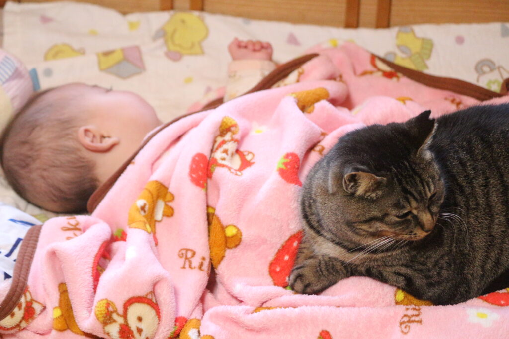 赤ちゃんと一緒に過ごしている猫