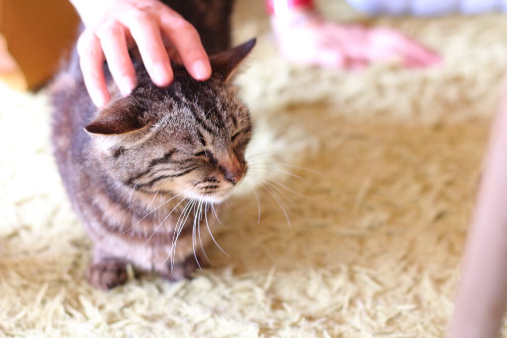 なでなでされる人懐っこい猫