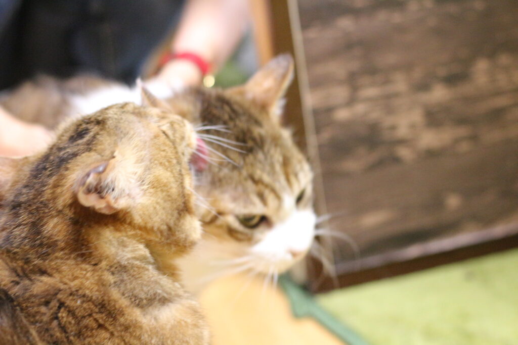 お互いに毛づくろいをしている猫