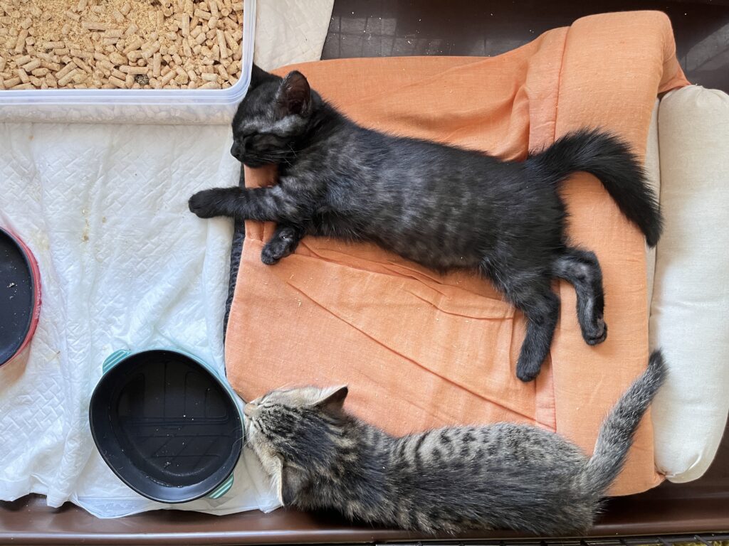 子猫のトイレトレーニング