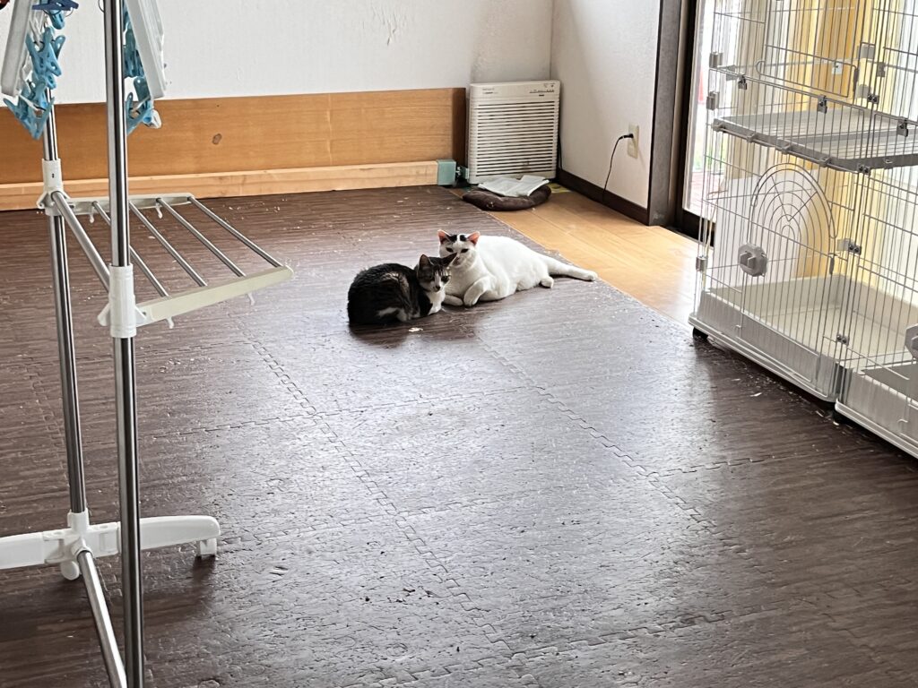 飼い猫と広い部屋