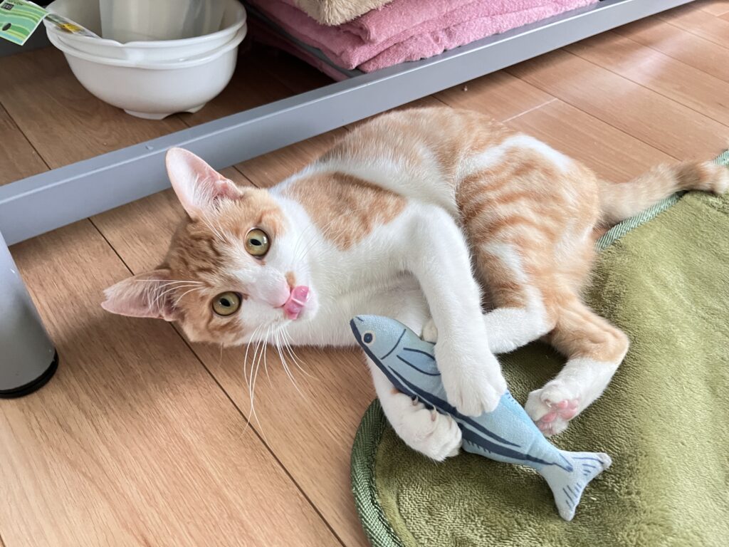 キッカーでケリケリする猫