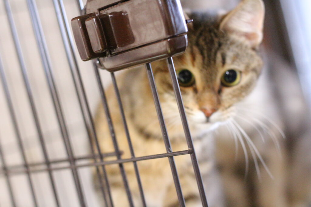 出ていいのかな?と観察する猫