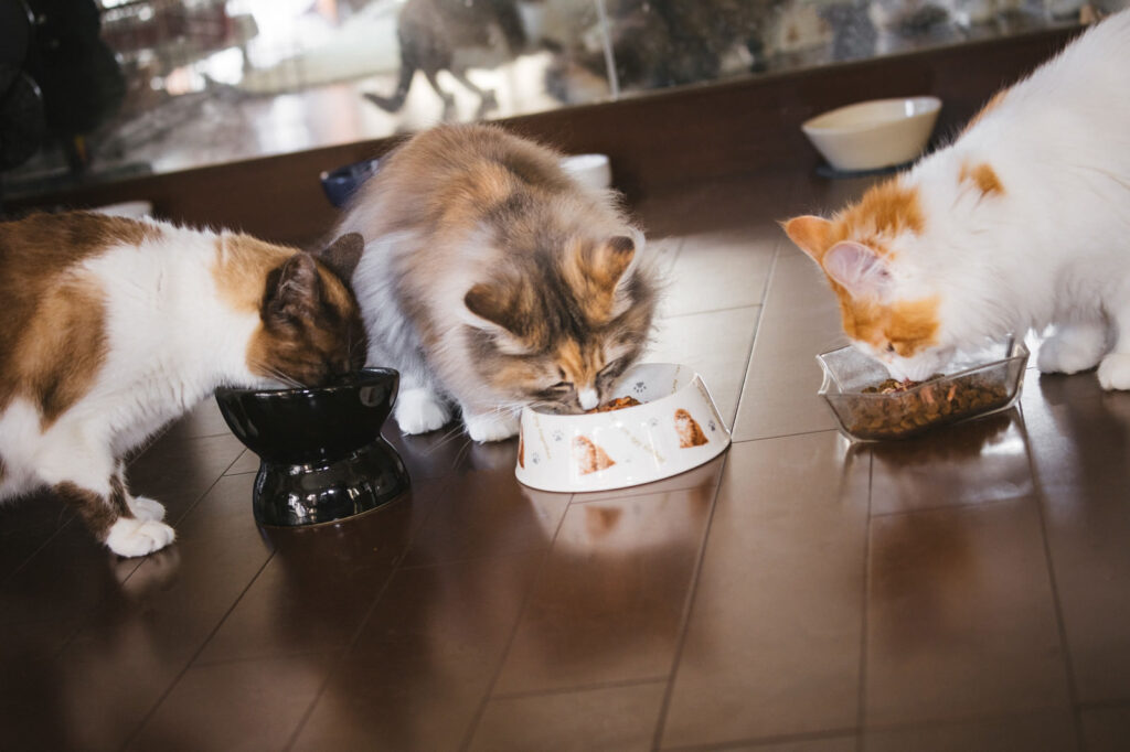 ご飯にがっつく猫たち