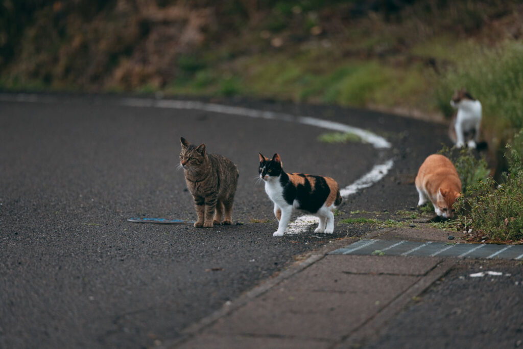 車道と猫