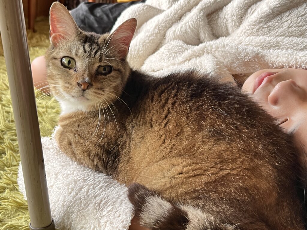 人と過ごす猫