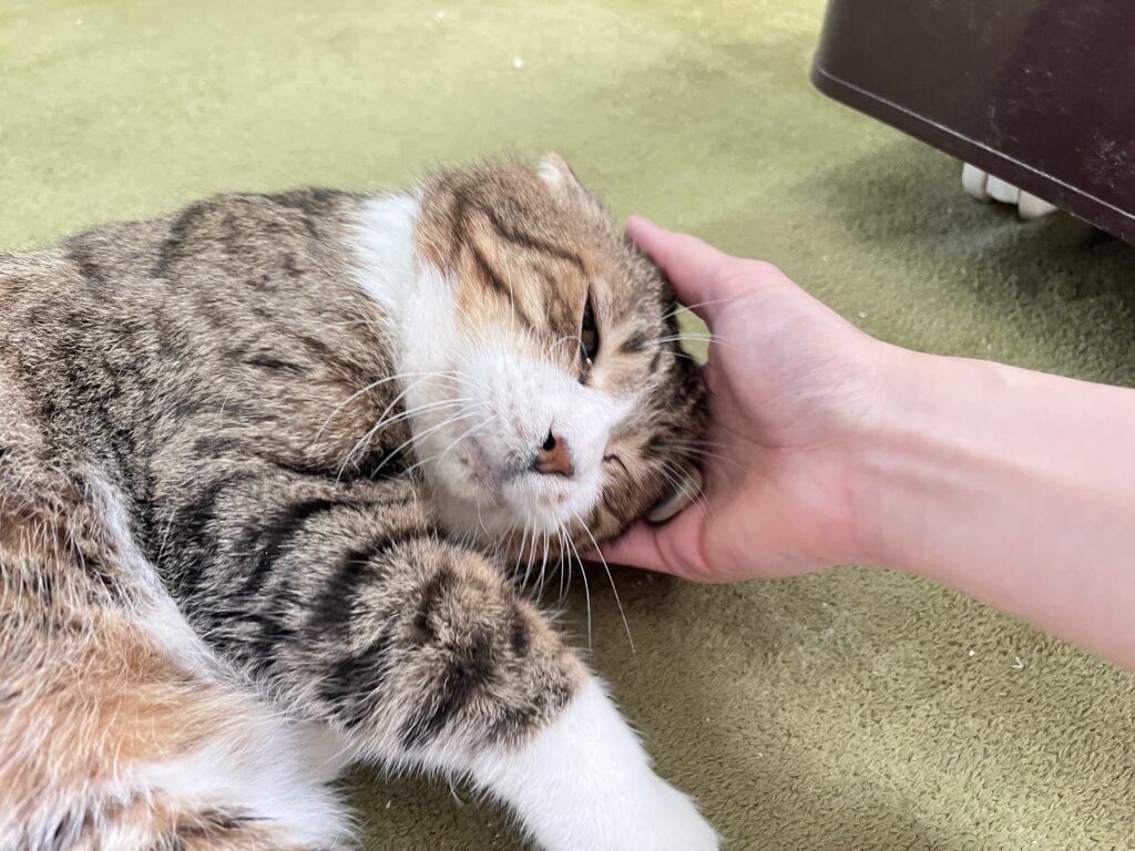 静くん。ゴロゴロタイム