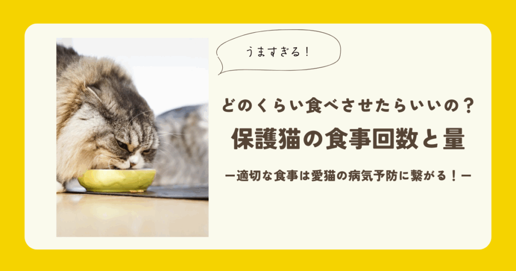 保護猫 キャットフードの量