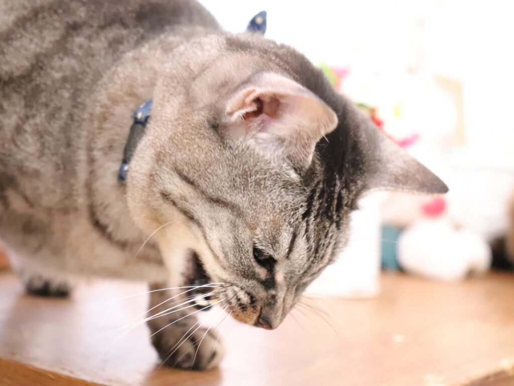 吐く猫