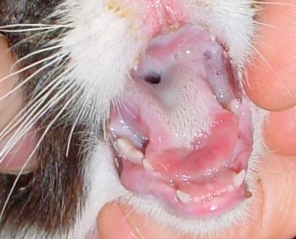 猫カリシウイルスにかかった猫の口