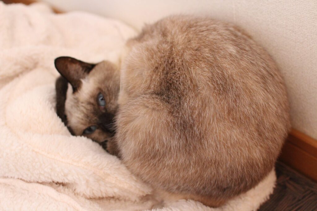 丸くなる猫