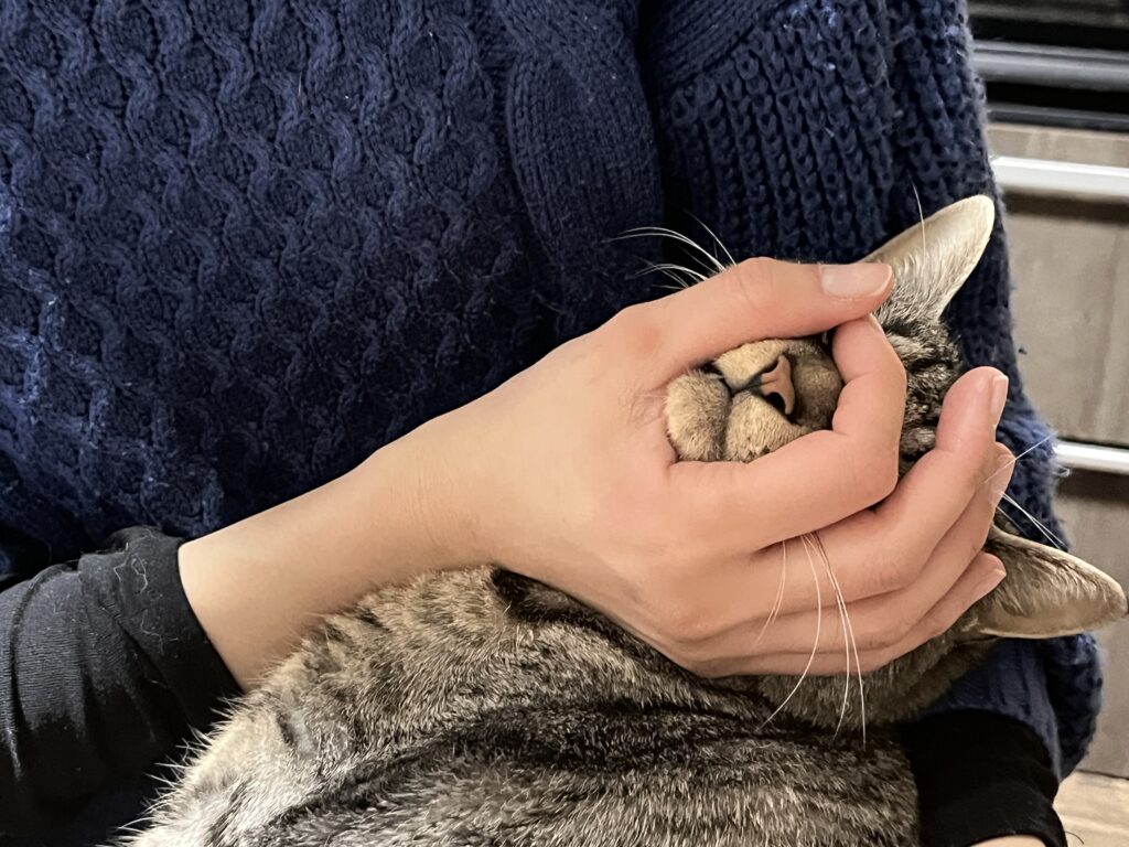 猫の目の辺りをつまむ世話人