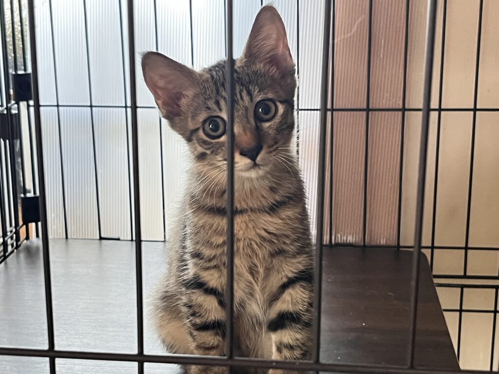 ケージに入って首をかしげる猫
