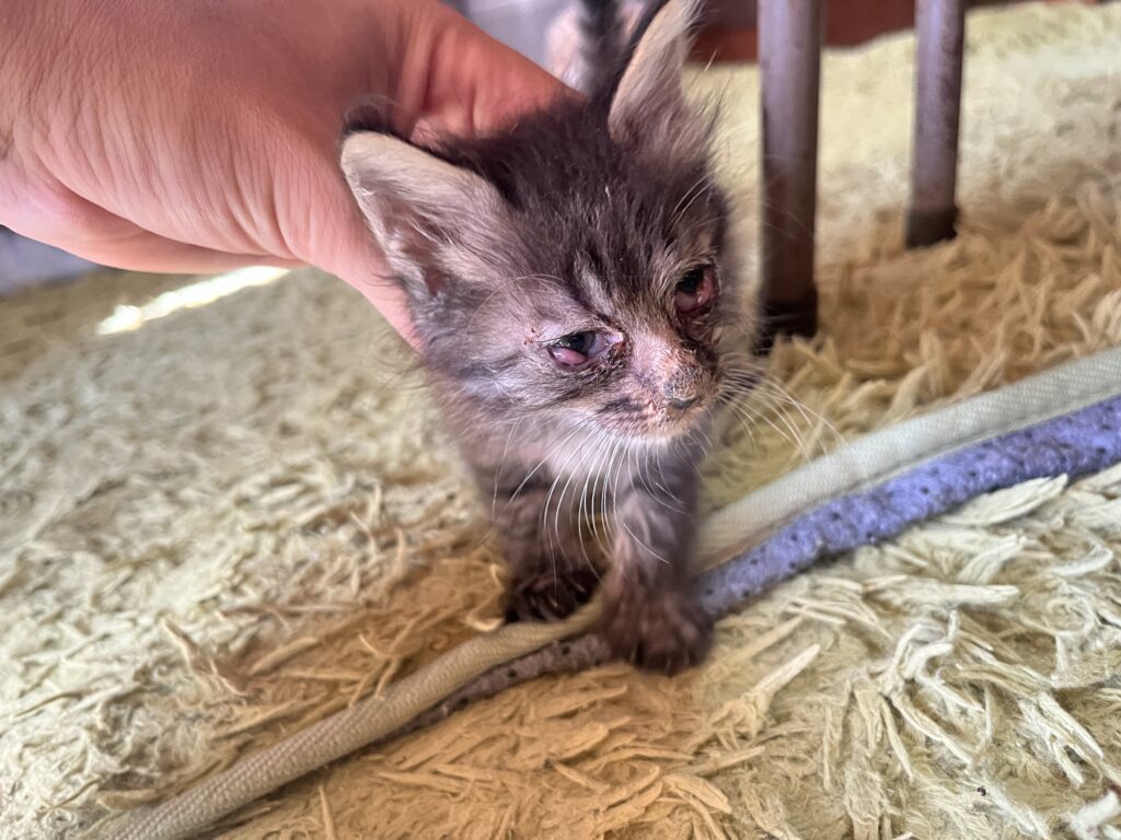 猫カリシウイルスで結膜炎になっている猫