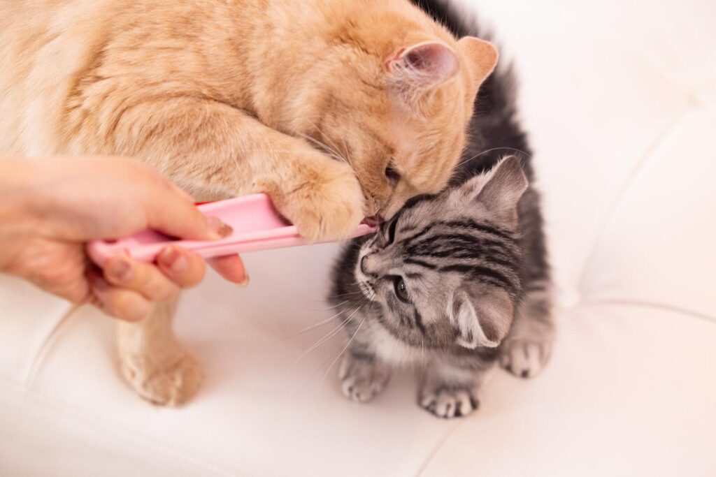 舐め合う子猫