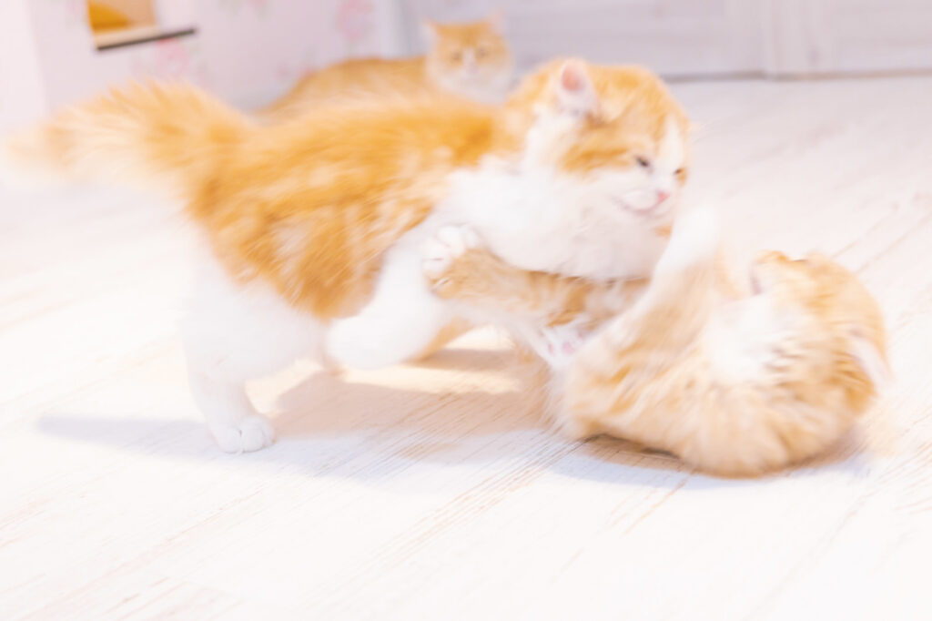 じゃれあう猫