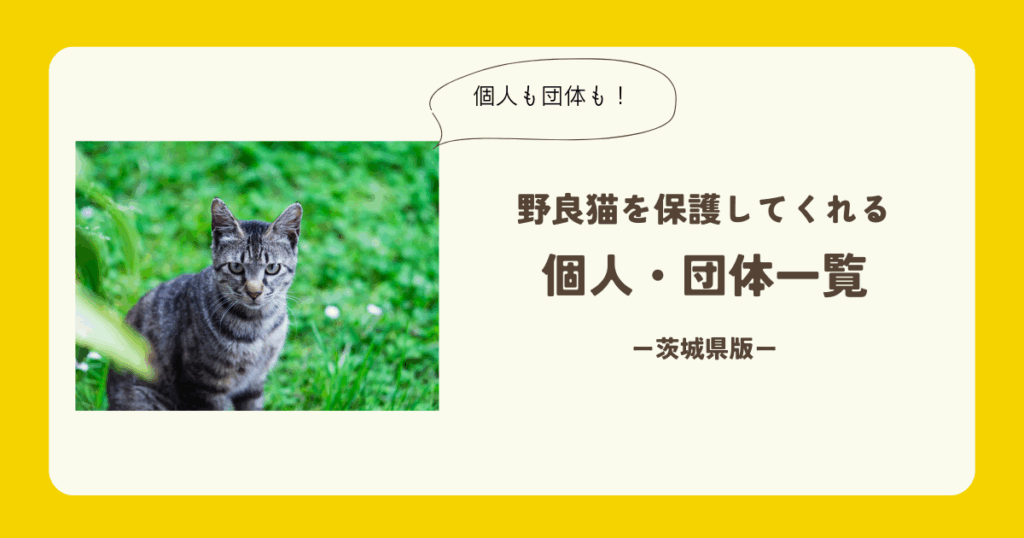 茨城県 野良猫 保護 (1)