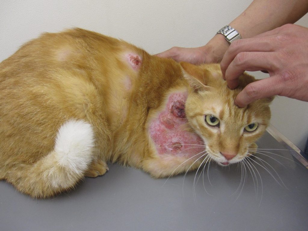 猫 クリプトコッカス症の皮膚病