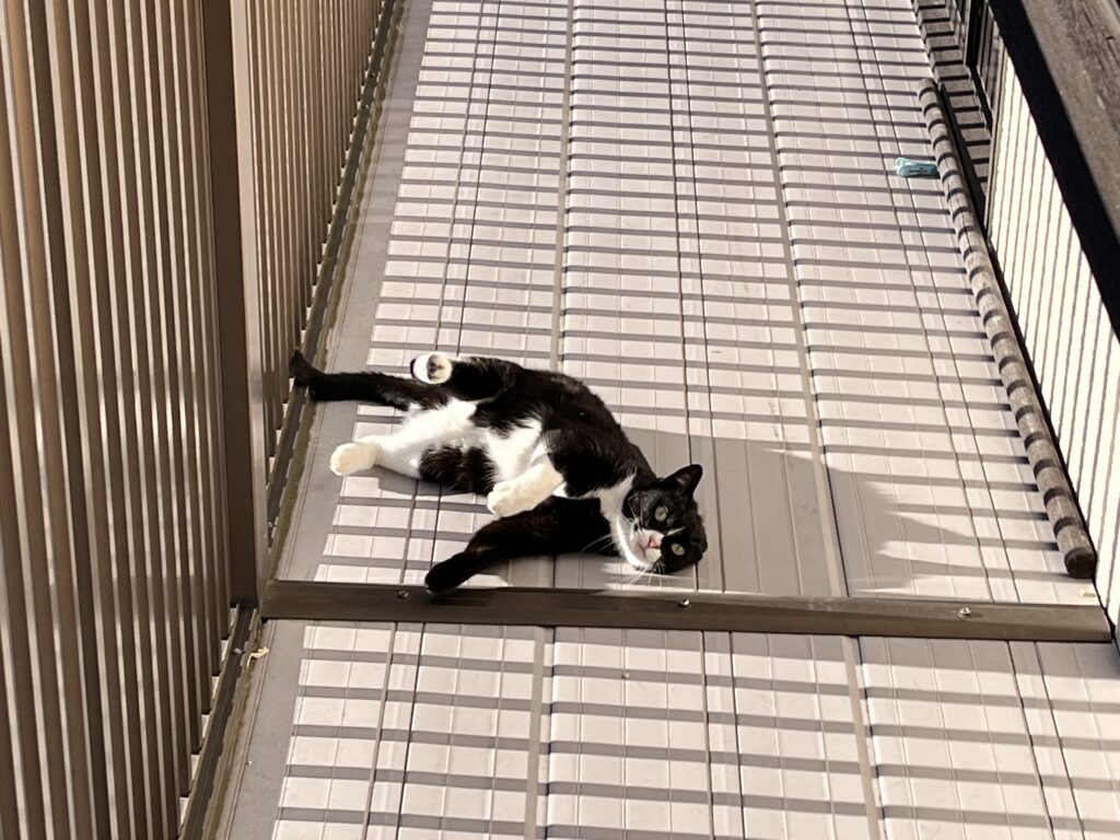 ベランダに寝転ぶ猫