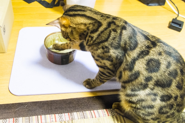水遊びをする猫