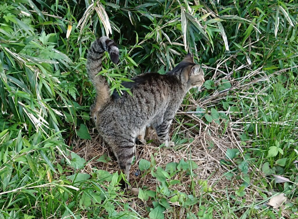 マーキング中の猫