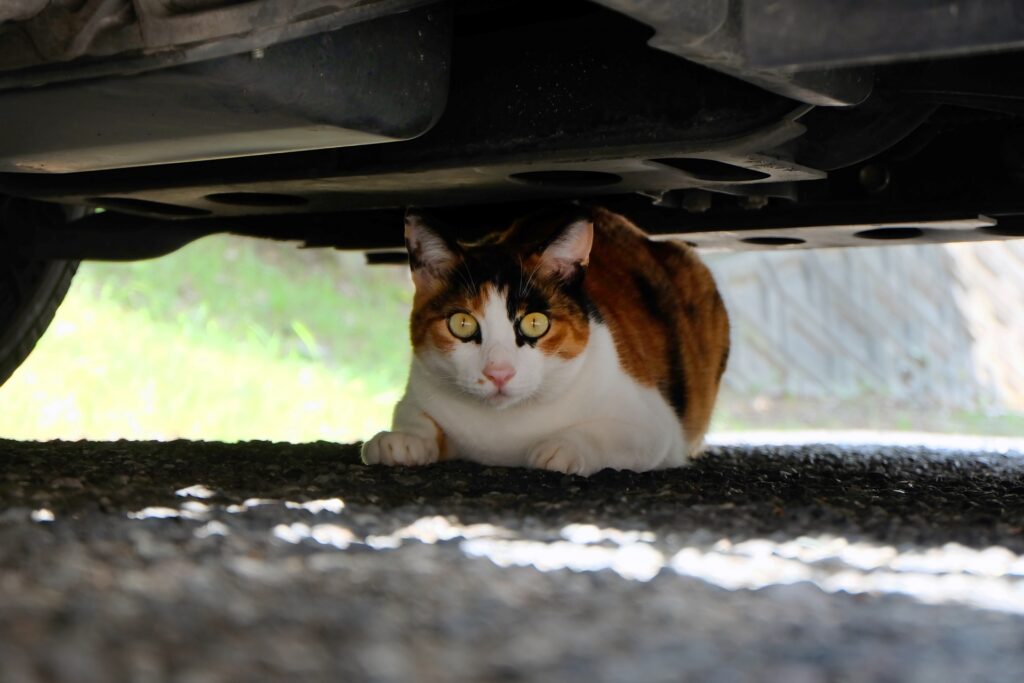 車の下にいる猫