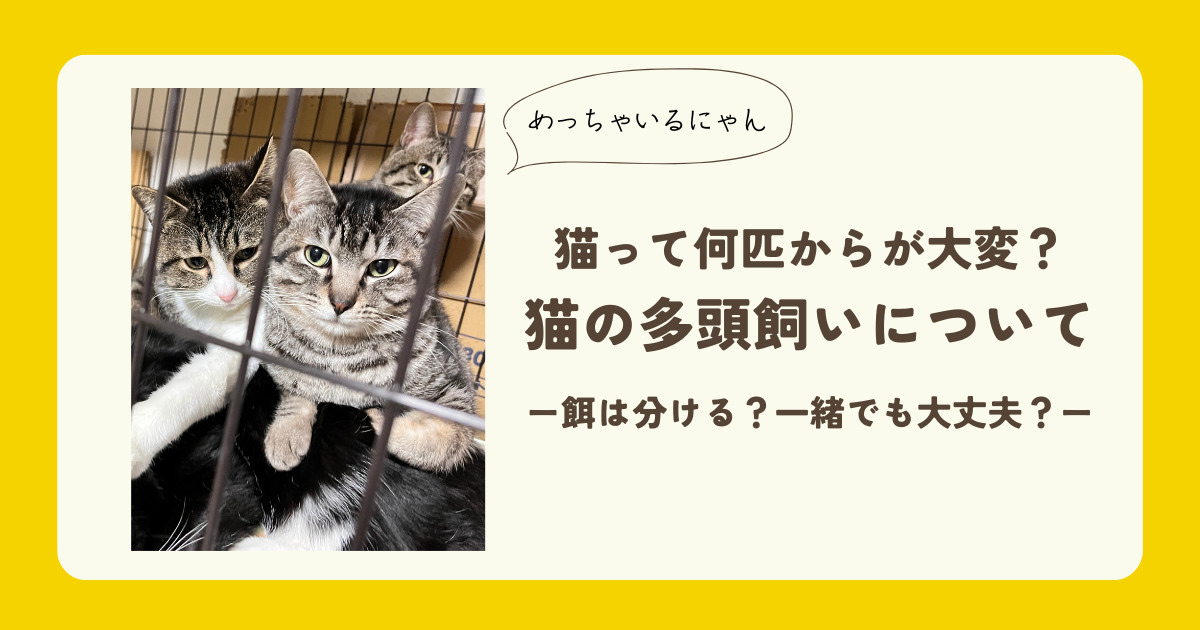 猫の多頭飼いの注意点と準備 - 茨城の保護猫里親探し 猫田助