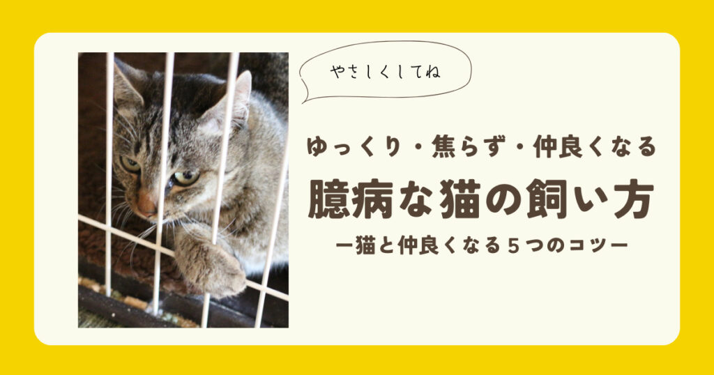 臆病な猫の飼い方