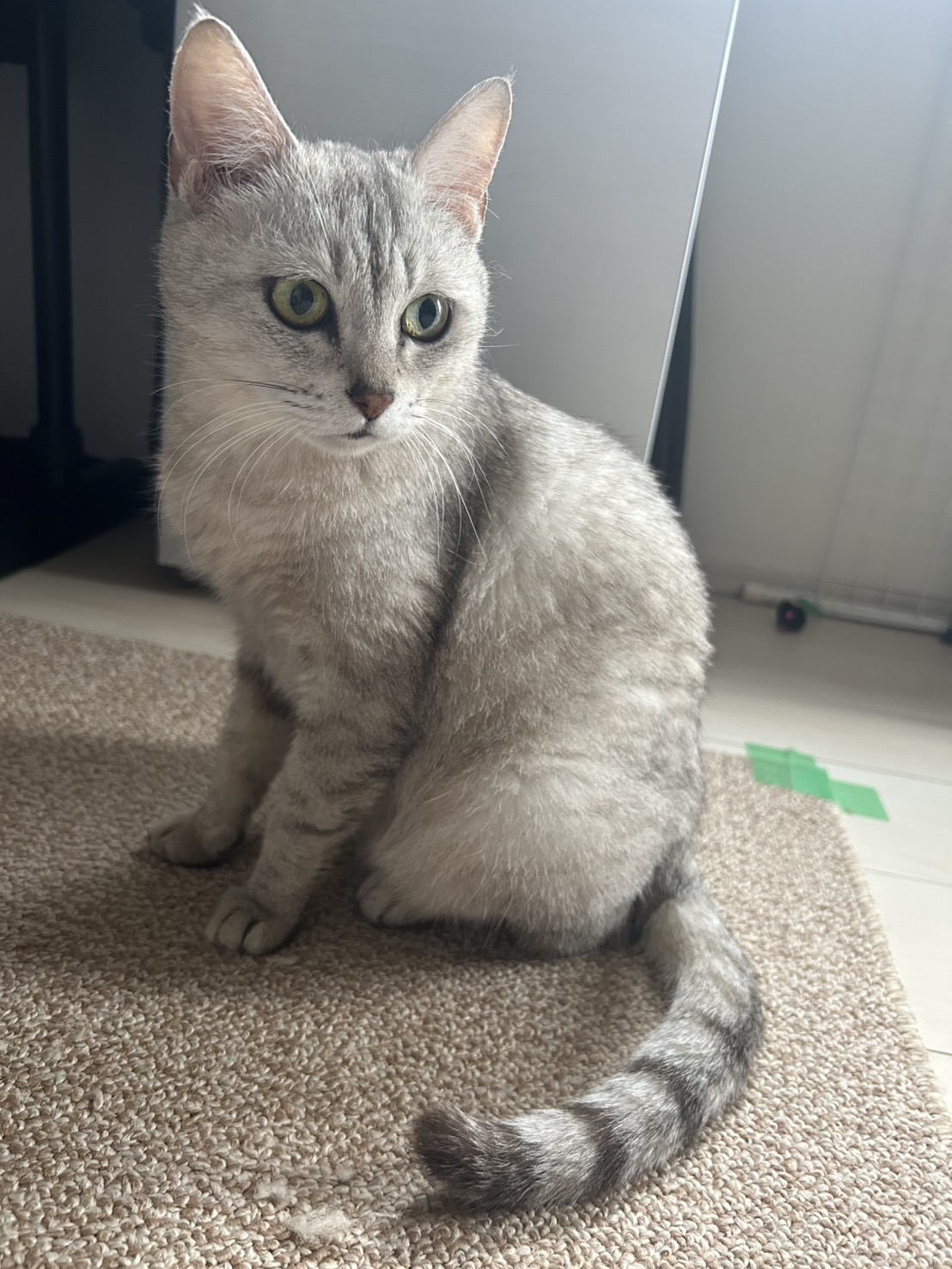 里親募集中】ひなこ（メス・白サバ・雑種） | 茨城の保護猫里親探し 猫田助